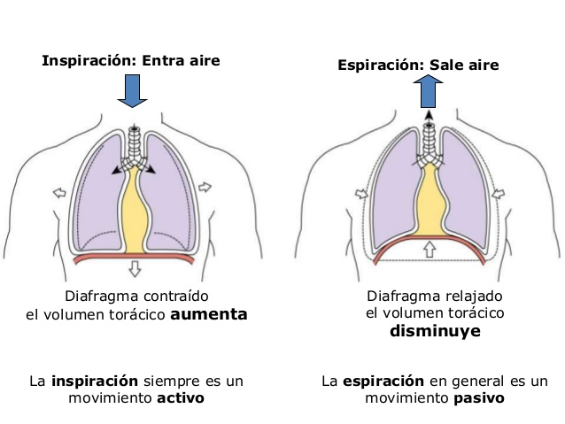 automasaje_diafragma_01