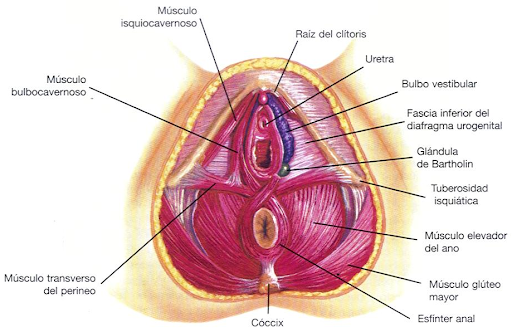 Conoce tu Suelo pélvico y cómo hacer masaje perineal ⋆ Marina Matrona